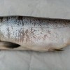 Кижуч свежемороженый - Royal-Fish96