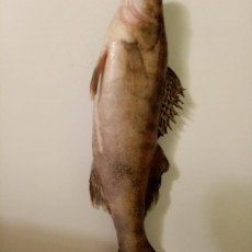Судак крупный - Royal-Fish96
